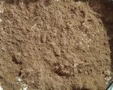 Foto del paso 8 de la receta: Tiramisú