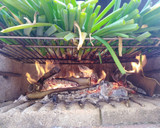 Foto del paso 2 de la receta: Calçots a la parrilla, fácil, fácil¡¡
