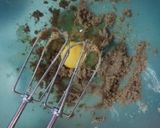 Foto del paso 4 de la receta: Muffins de plátano y nuez