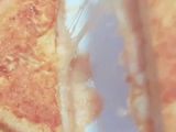 فرنش توست