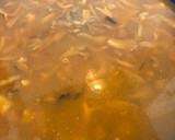 Foto del paso 4 de la receta: Arroz con presa ibérica y boletus