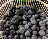 Foto del paso 1 de la receta: Mermelada de arándanos frescos azules. Olla GM o similares