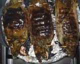 Foto langkah ke 7 dari resep Pepes Ikan Kacang-Kacang Mangga Muda.