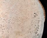 Foto del paso 5 de la receta Crêpes saladas para rellenar