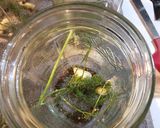 A picture of step 3 of Canning Homemade Dill Pickles.