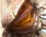 Foto del paso 5 de la receta: Centollo (cómo cocerlo)