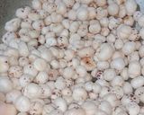 रोस्टेड मखाना (Roasted Makhana recipe in Hindi) रेसिपी चरण 2 फोटो
