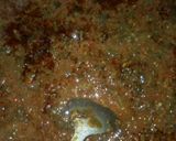 A picture of step 4 of Fankason Fulawa Da Miyar Taushe.