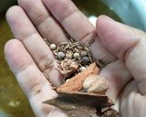 Foto langkah ke 5 dari resep Soto Daging Sapi.