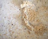 Foto del paso 1 de la receta: Helado de avellana (en molde Lékué)