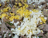Foto del paso 2 de la receta: Lengua de cerdo a la vinagreta