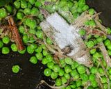 A picture of step 3 of Green Peas Pulao Matar Pulao.
