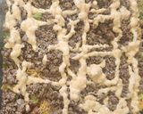 A picture of step 7 of Big Mac Salad.