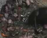 Foto langkah ke 4 dari resep Cumi Hitam.