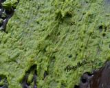 A picture of step 6 of Spinach Gathiyas-Mohanthal/Besan Fudge.