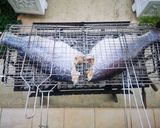 Φωτογραφία βήματος 4 της συνταγής Πέρκα στα Κάρβουνα