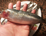 Foto del paso 1 de la receta: Sardinas gigantes al horno, con majado de limón