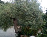 Foto del passaggio 2 della ricetta Olive condite Bio