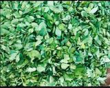 A picture of step 2 of Healthy Tasty Moringa Leaves Powder.