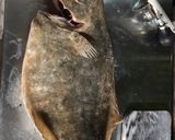 A picture of step 1 of Flounder Fillet.