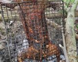 Hình bước làm 1 của món Thỏ Nướng Sữa Sa Tế