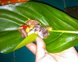 Foto langkah ke 3 dari resep Pedo Daun Pace.