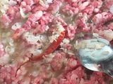 بوراك بالفيونداشي 😋