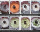 Foto del paso 4 de la receta: Rosca se sushi