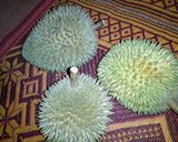 Gambar langkah 1 resipi 🌟Durian cheese cake ✨.