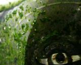 A picture of step 1 of Bathua Raita.