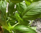 Une image de l'étape 5 de 🍶🧉Gazpacho melon 🍈concombre 🥒basilic🍃.
