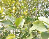 Foto del passaggio 1 della ricetta Limpido limoncello al sapore di Puglia, stile "Ferragni" 🍋🍋🍋