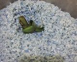 Foto langkah ke 1 dari resep Lupis/ Lopes/ Kuih Lopes (Bunga Telang).