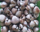 Foto langkah ke 1 dari resep Kerang dara rebus.