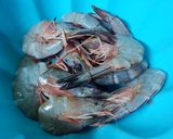 Foto langkah ke 1 dari resep Udang Tumis Pedas Kemangi.