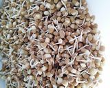 A picture of step 1 of Sprouted moth salad.