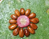 A picture of step 6 of Bottle Gourd Halwa Cake.