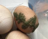 Foto del paso 3 de la receta: Huevos de Pascua, decorados con un tinte natural
