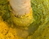 Foto del paso 5 de la receta: Espaguetis integrales cremosos de pollo y aguacate estilo carbonara
