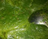 A picture of step 4 of Palak potatoes curry.