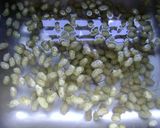 Foto del paso 1 de la receta: Moras blancas en almíbar
