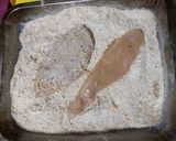 Foto del paso 2 de la receta: Escalopes de pollo al horno