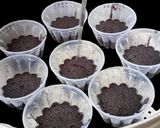 Foto langkah ke 5 dari resep Bolu Ketan Hitam Keju Lumer.