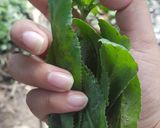 Foto del paso 2 de la receta: Enchipado de paco 🐠 en la selva