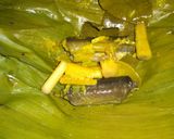 Foto langkah ke 7 dari resep MPASI 14 bulan pepes belut.