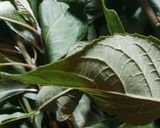 A picture of step 1 of Bitter leaf soup(eworu).