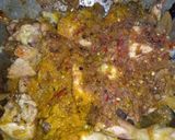 A picture of step 5 of Chicken Curry.