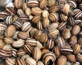 Foto del paso 1 de la receta: Caracoles en salsa