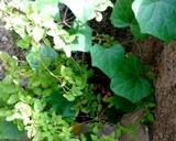 Kundru ki Varta #greenveg recipe step 1 photo