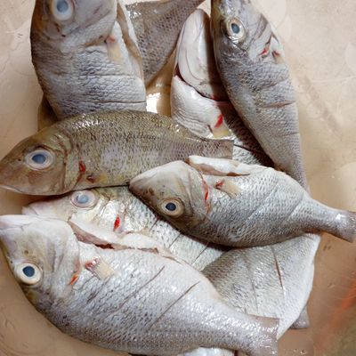 Langkah 7